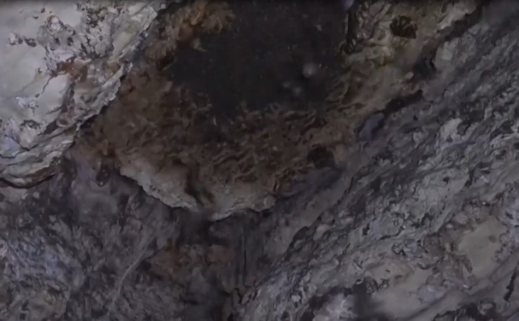 Несправедливо очернени герои: Защо прилепите са жизненоважни за екосистемата на България