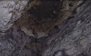 Несправедливо очернени герои: Защо прилепите са жизненоважни за екосистемата на България Несправедливо очернени герои: Защо прилепите са жизненоважни за екосистемата на България