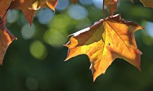 „Циганско лято“ с 27°C, но метеоролог предупреждава: От понеделник идва рязко застудяване и сняг в София