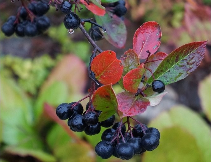 „Черният диамант“ на здравето: Аронията – суперхраната, която укрепва имунитета и подпомага дълголетието