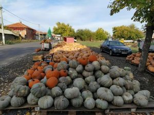 Село Горски извор: Кралят на тиквите продаде 100 тона, като разчита на система на пълно доверие