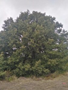 Две 200-годишни дървета вече са защитени: Нови попълнения в регистрите на МОСВ