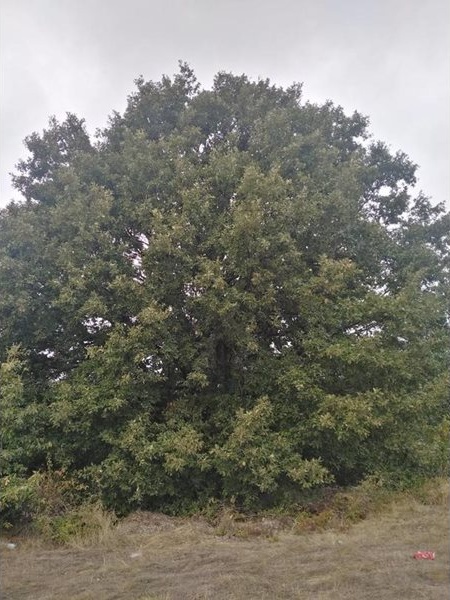 Две 200-годишни дървета вече са защитени: Нови попълнения в регистрите на МОСВ