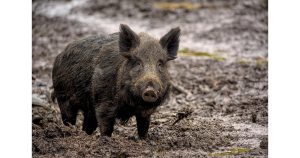 Тежка катастрофа край Симеоновград: Диво прасе предизвика обръщане на кола, пътник е в тежко състояние