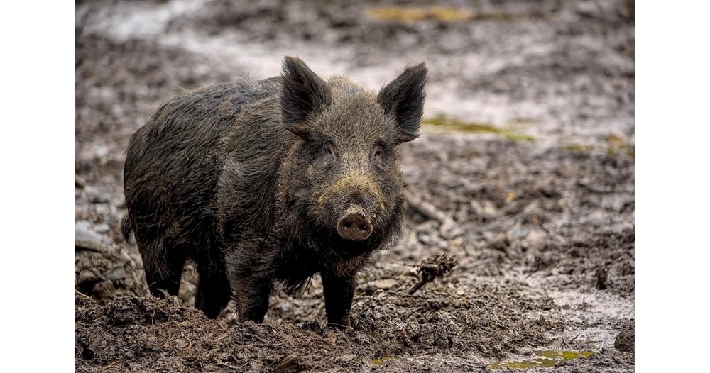 Тежка катастрофа край Симеоновград: Диво прасе предизвика обръщане на кола, пътник е в тежко състояние