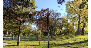 Шумен започва мащабно залесяване: Най-малко 3000 нови дървета в 28 зони от есента на 2025 г.