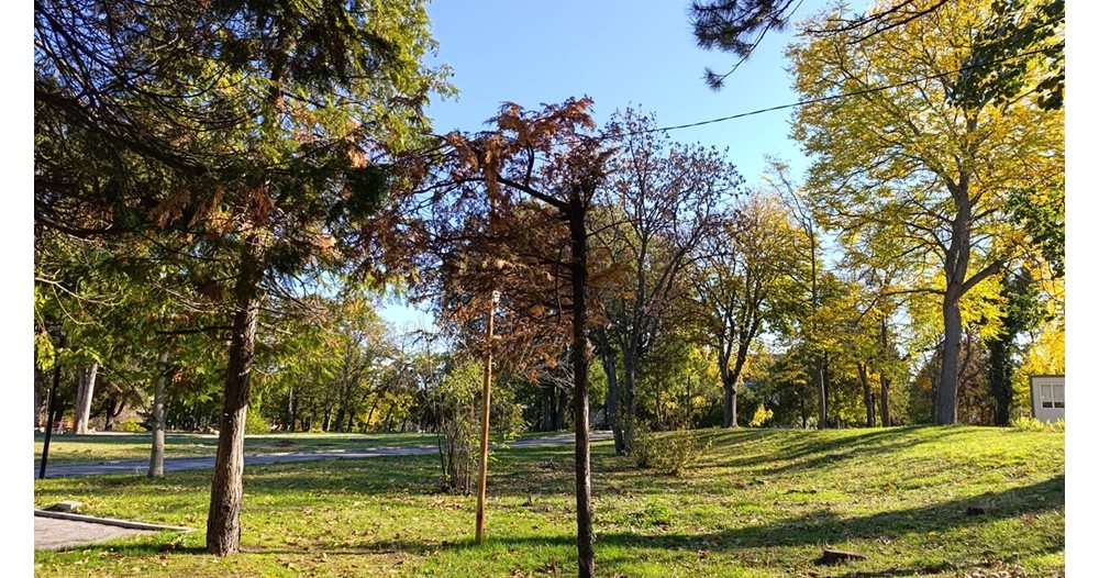 Шумен започва мащабно залесяване: Най-малко 3000 нови дървета в 28 зони от есента на 2025 г.