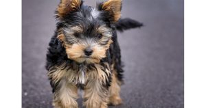 Трагедия в Несебър: Жена с 1,54 промила алкохол изхвърли болния си йоркширски Terriер от шестия етаж