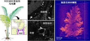 Пробив в устойчивия добив: Китайски учени откриха биоминерализация на редкоземни елементи в папрати