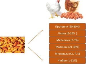 Възраждане на бубарството: Bombyx mori предлага устойчив иновативен модел за най-бедните региони