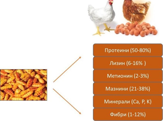 Възраждане на бубарството: Bombyx mori предлага устойчив иновативен модел за най-бедните региони