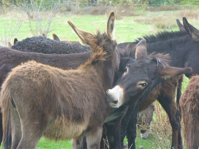 Магарето изчезва: От 'Трактора на бедняка' до еликсир за имунитет. Литър мляко струва 75 лв.