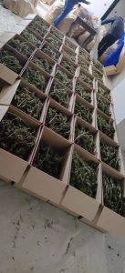 Разбиха мобилна оранжерия на СДВР: Иззети са 150 кг марихуана, готова за продажба