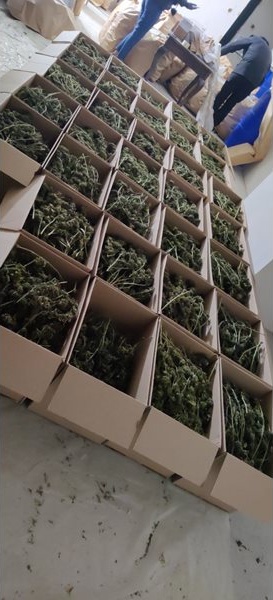 Разбиха мобилна оранжерия на СДВР: Иззети са 150 кг марихуана, готова за продажба