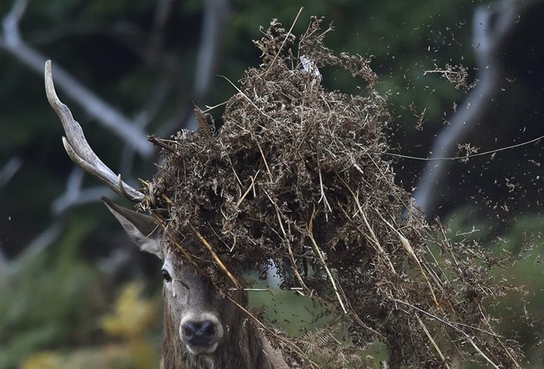 Ловците в Дерманци разселиха 15 елена, надяват се на поколение до пролетта
