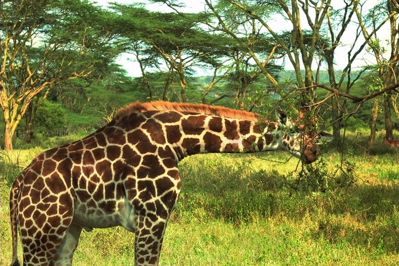 Защо краката на жирафа са толкова дълги? Учени разкриха, че те са помощник на свръхмощното сърце
