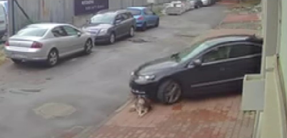 Мъжът, прегазил куче в София, е направил самопризнания, но твърди, че е неволен инцидент