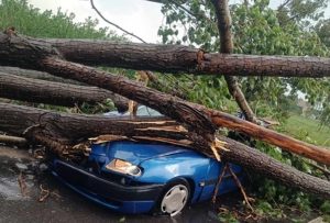 Съдът осъди Община Пловдив: Плаща обезщетение за стрес, след като дърво рухна върху кола в движение