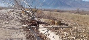 Вандализъм в Пирин: Отрязаха пет 12-годишни тополи по пътя за хижа „Яворов”