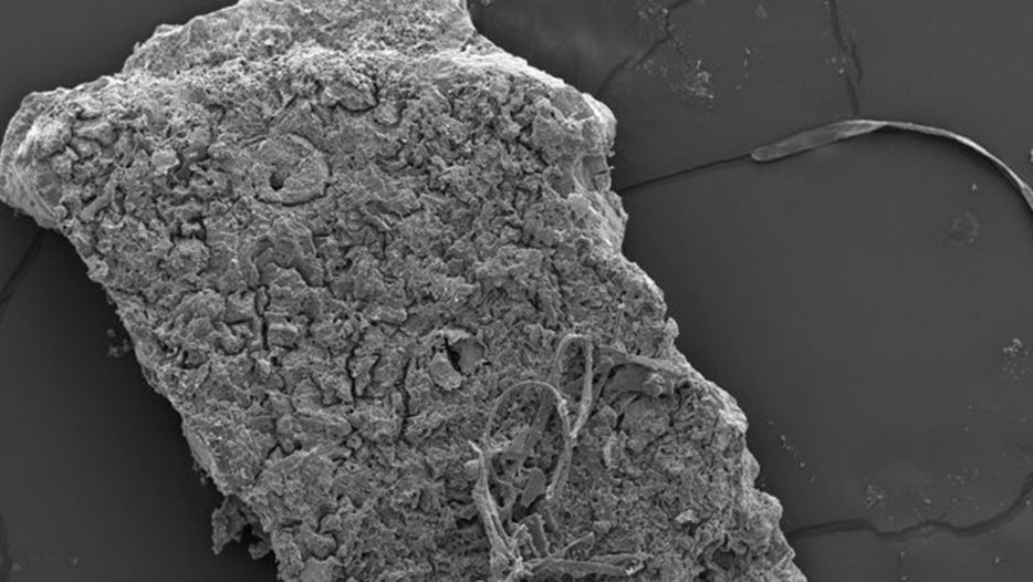 Неочаквана тактика: Праисторически крокодили са ловували, скачайки върху плячката от дърветата