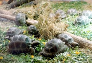 Разгадана е тайната на магнитните карти при морските костенурки