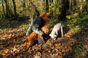 Задължително чипиране и край на синджирите с шипове за домашни любимци в ЕС