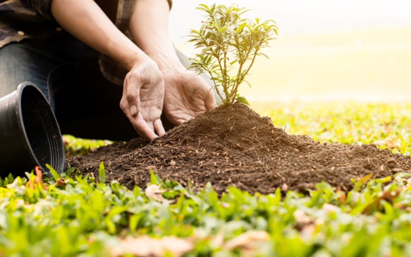 Мащабна акция: Залесяват Българово след опустошителния пожар