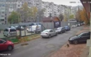 Брутално: Гръден хирург от ВМА умишлено прегази спящото куче Мая в София