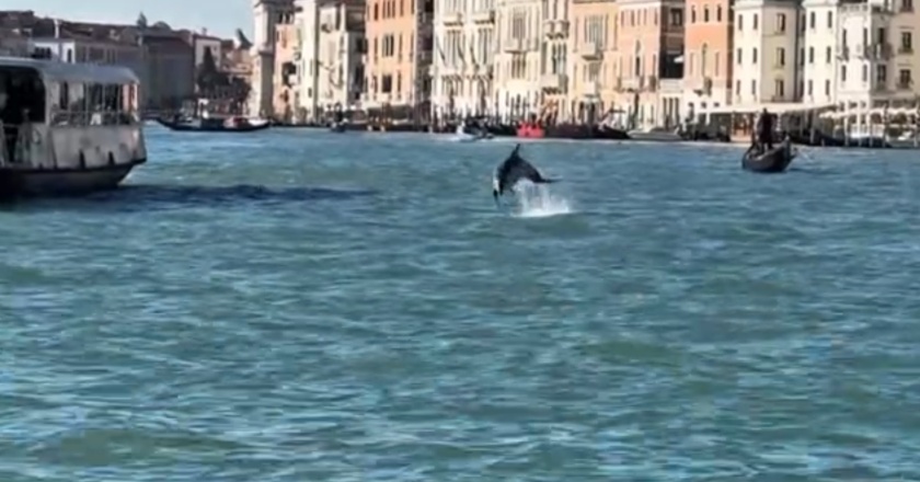 Делфинът Мимо продължава да предизвиква Венеция: Атракция или опасност в Гранд канала?
