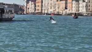 Дивият делфин Мимо във Венеция: Туристическа атракция под постоянен стрес и риск от нараняване