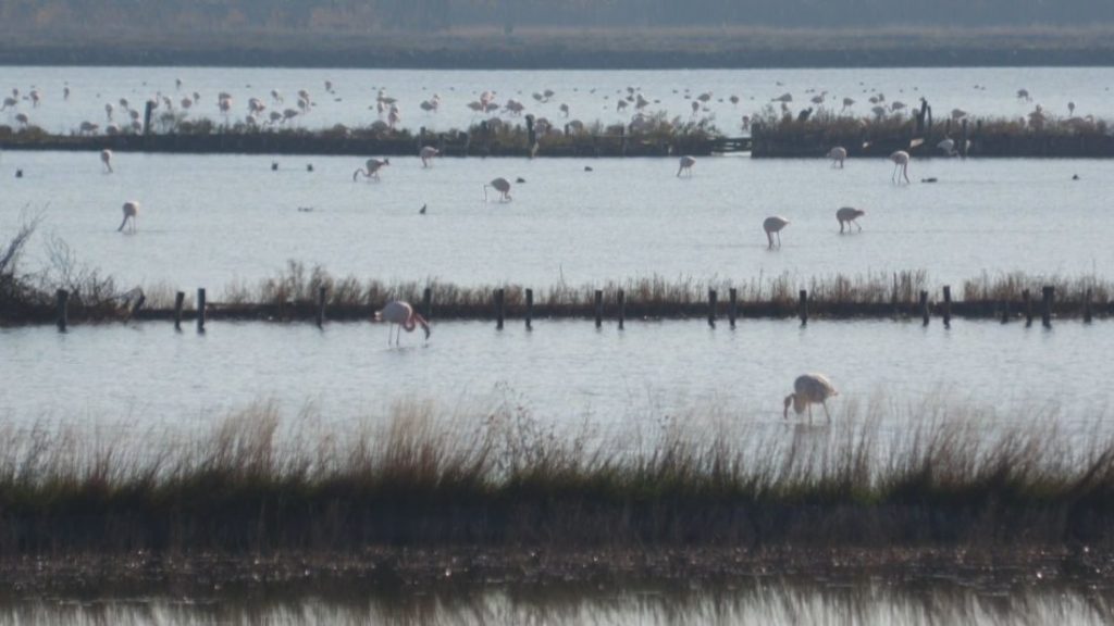 Климатът – горещата истина: Розовото фламинго превзема Бургас, докато други видове бягат на Север