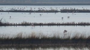 Климатът – горещата истина: Розовото фламинго превзема Бургас, докато други видове бягат на Север