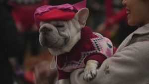 Коледен парад на кучета разведри Лондон (СНИМКИ)