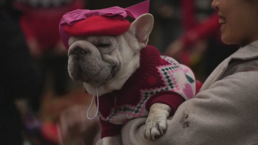 Коледен парад на кучета разведри Лондон (СНИМКИ)