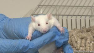 Наука и хуманност: Как се грижат с любов за експерименталните животни във вивариума на СУ