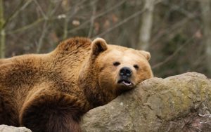 Критично увеличение: Над 20 мечки са засечени между Сопот и Калофер, “стръвница” нападна манастир