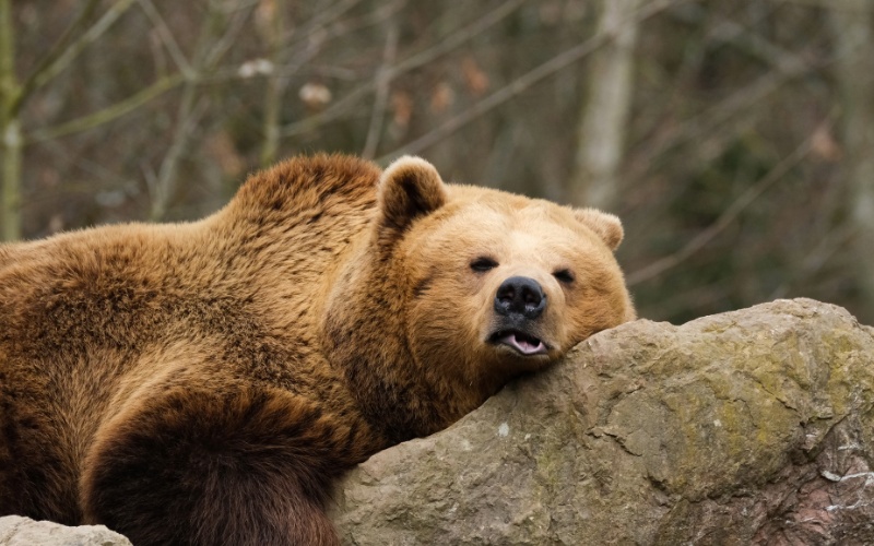 Критично увеличение: Над 20 мечки са засечени между Сопот и Калофер, “стръвница” нападна манастир