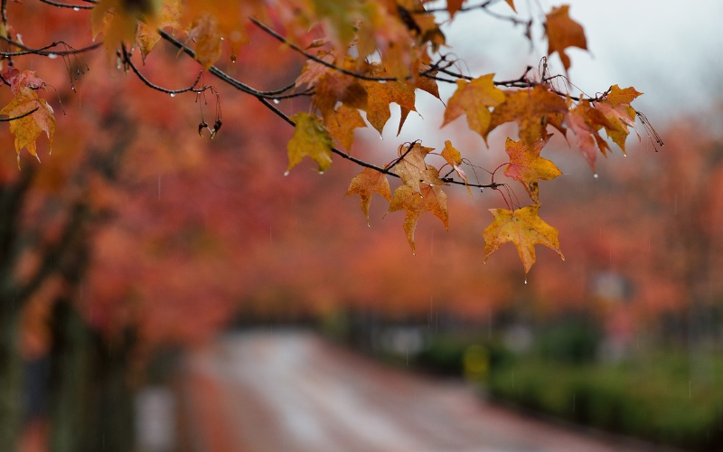 Времето: Новата седмица започва със слънце, дъжд от сряда