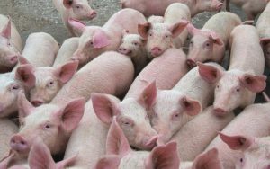 Нов взрив на африканска чума по свинете в Румъния: Започва евтаназия на 700 животни край Арад