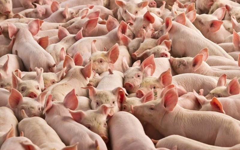 Африканска чума по свинете, на 70 км от Русе: Какви са мерките на границата?