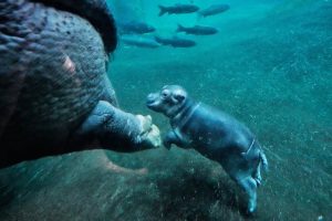 Дебют във водата: Септемврийското хипопотамче в Берлин с мама Нала и търсене на специален помощник