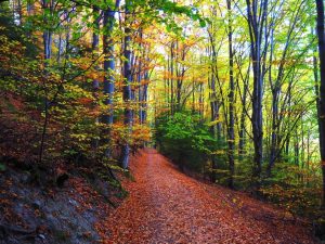 Актуализираният план за управление на Витоша влиза за обществено обсъждане: Столична община е „големият отсъстващ“