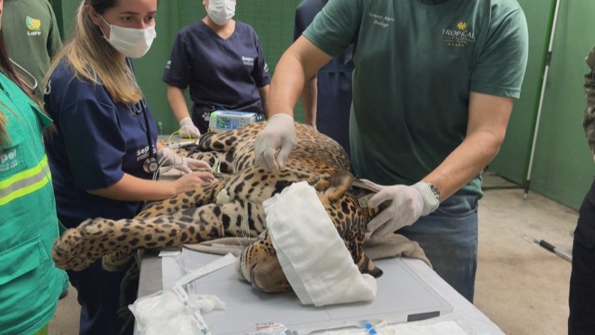 Раненият ягуар от Рио Негро се завърна в дивата природа