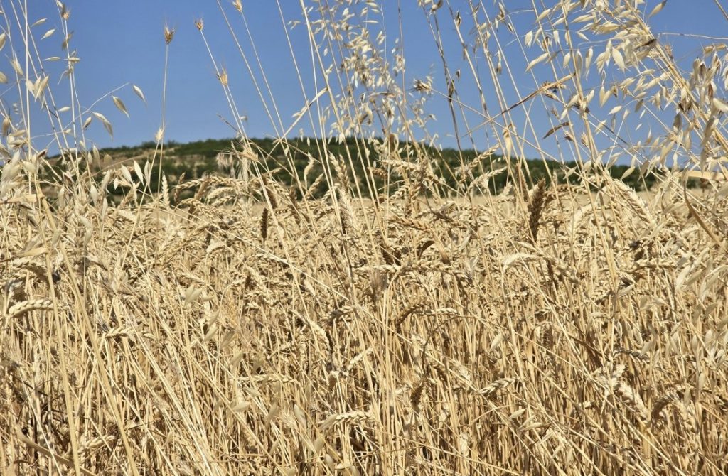 No-till: Иновативният метод, който спасява българското земеделие от сушата и утроява добивите