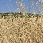 No-till: Иновативният метод, който спасява българското земеделие от сушата и утроява добивите