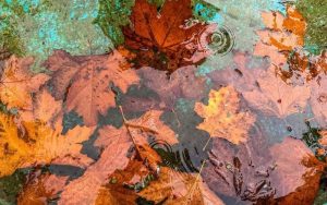 Следобедни валежи в Западна България, сняг в планините