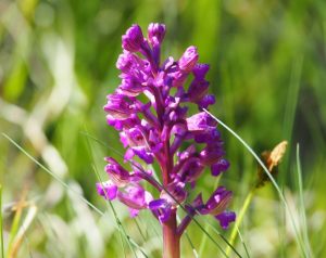 Значителна облачност и температури до 16° в сряда: Какво ни очаква до края на седмицата