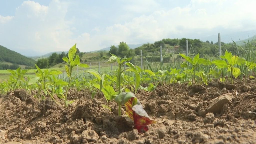 Тютюнопроизводителите настояват за запазване на субсидиите: Генерират над 4 млрд. лева приходи, подкрепата е гарантирана до 2027 г.