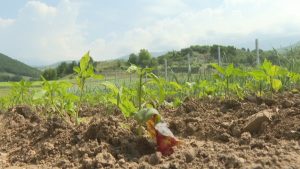 Тютюнопроизводителите настояват за запазване на субсидиите: Генерират над 4 млрд. лева приходи, подкрепата е гарантирана до 2027 г.