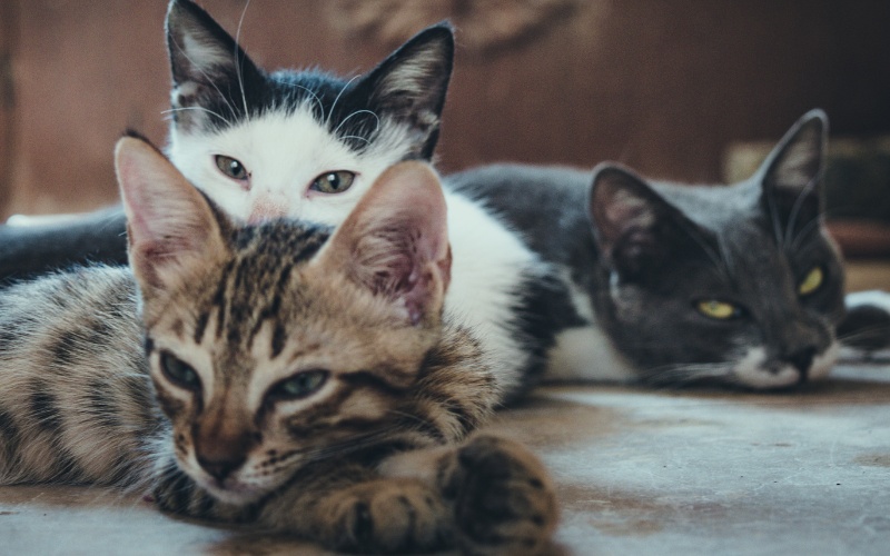 Гърция с рекордна санкция: Мъж от остров Донуса глобен с 1,7 млн. евро за жестокост към 58 котки